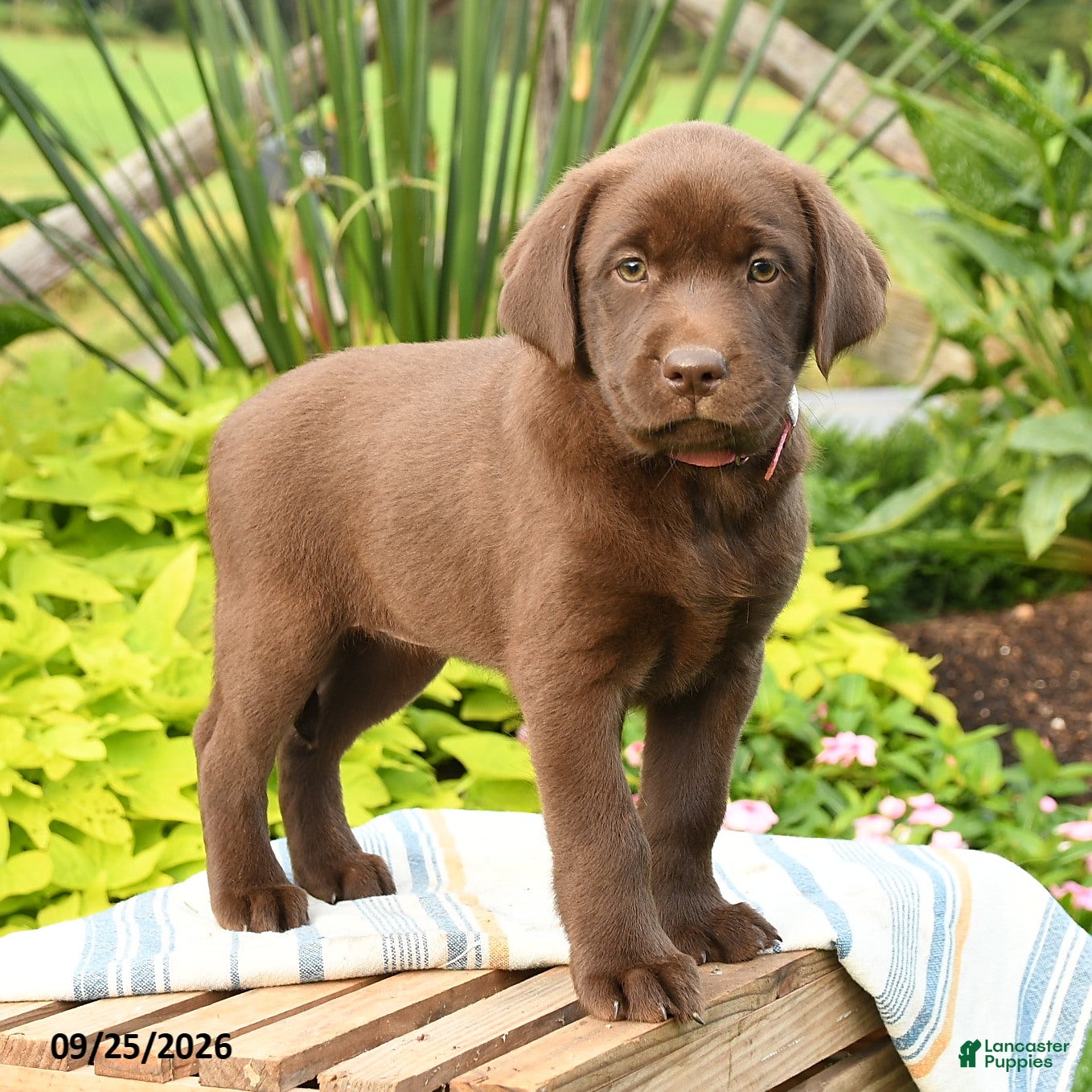 Labrador Retriever dogs Layla - Ad 1