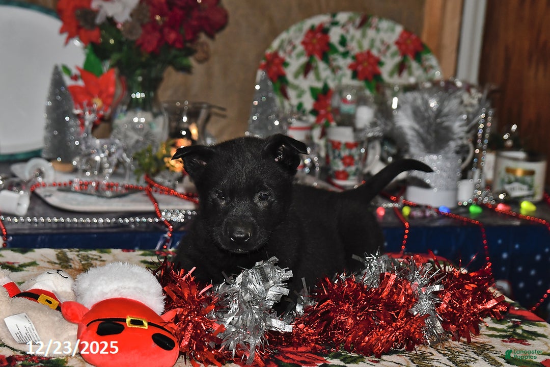 Belgian Malinois dogs for sale: Leo - Ad 1