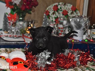 Belgian Malinois dogs Leo - Ad 20