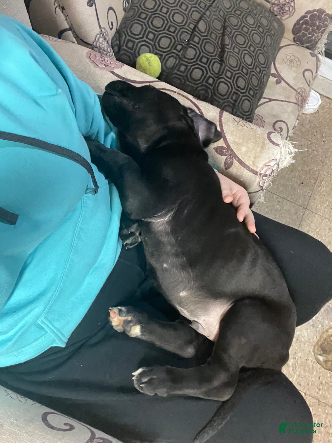 Gallery Image {{count}}