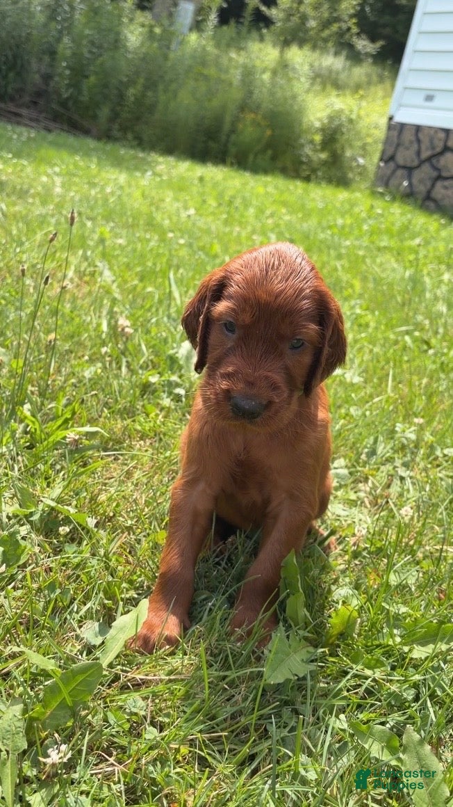 Irish Setter dogs Dark green collar  - Ad 36