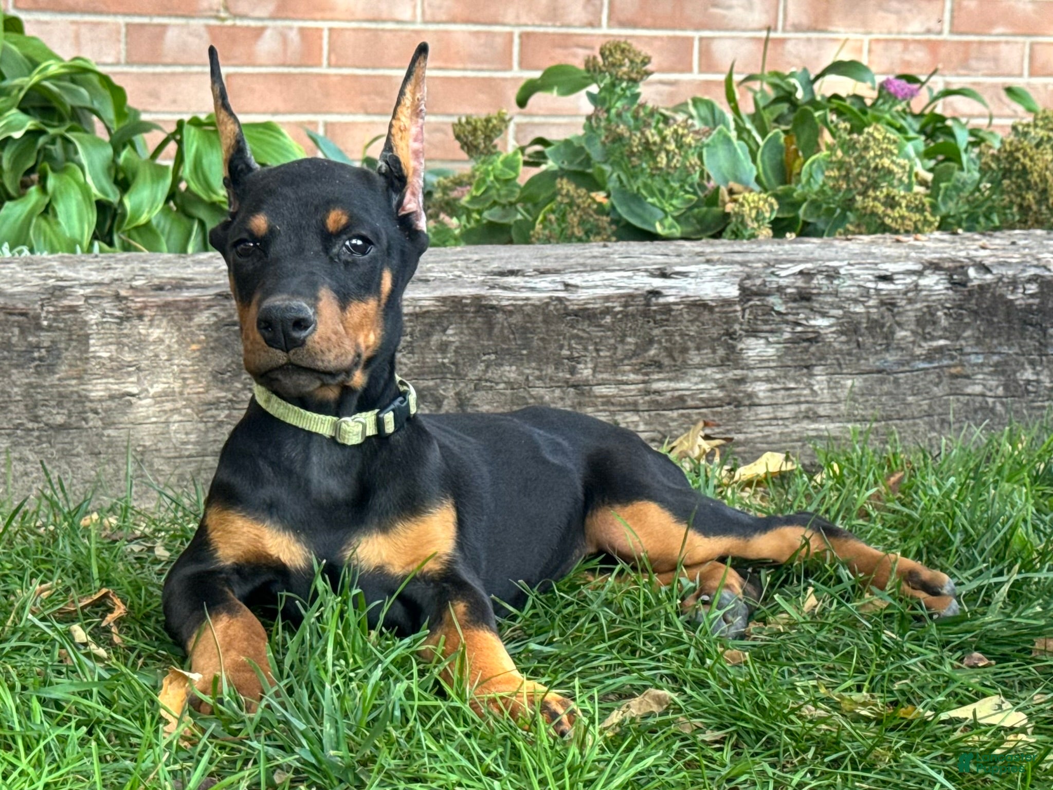 Doberman Pinscher dogs Bella - Ad 2