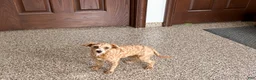 Maltipoo dogs for sale: Cutie  - Ad 5