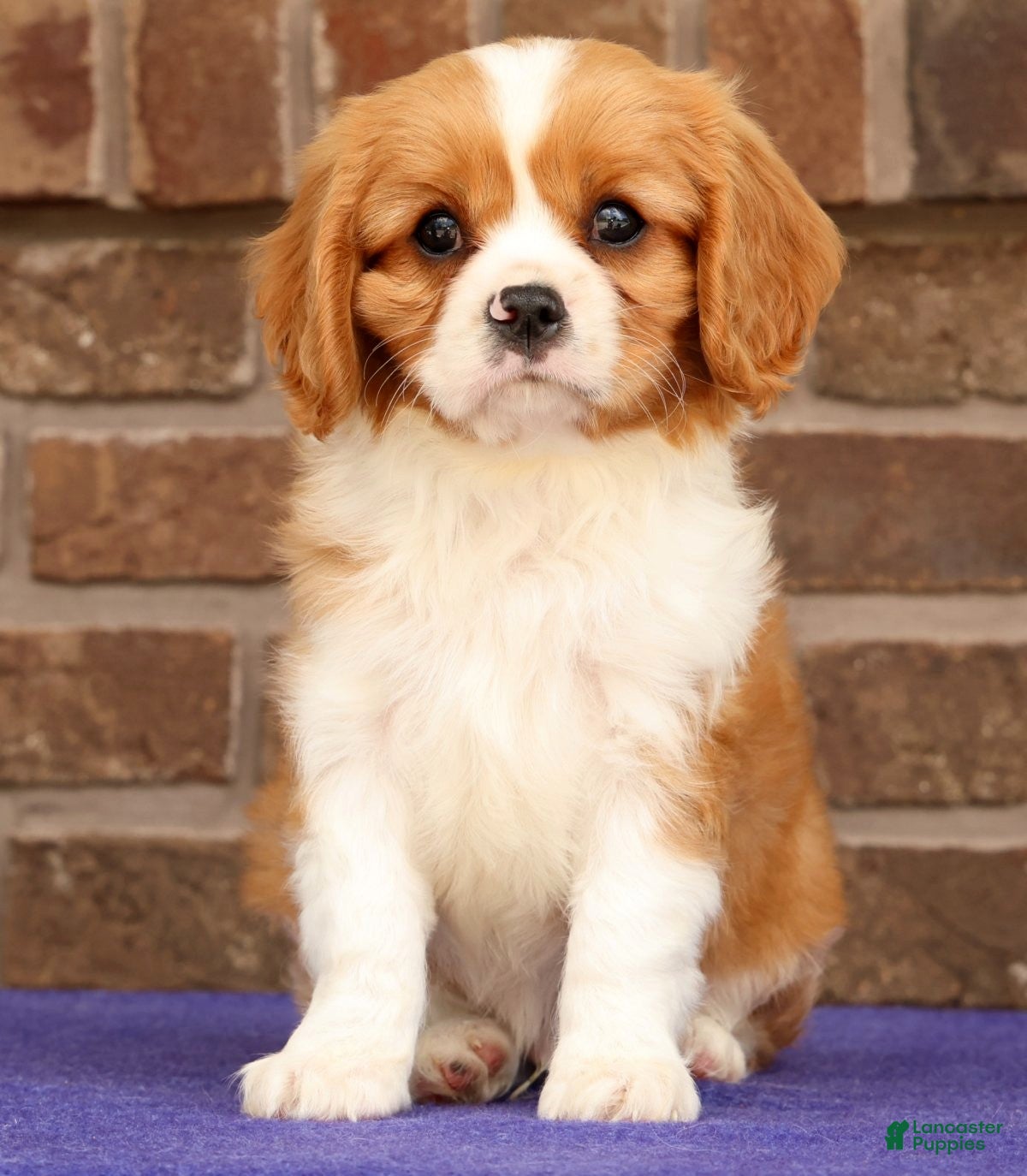 Cavalier King Charles Spaniel dogs Seth - Ad 2