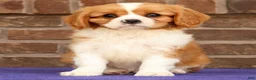 Cavalier King Charles Spaniel dogs for sale: Seth - Ad 2
