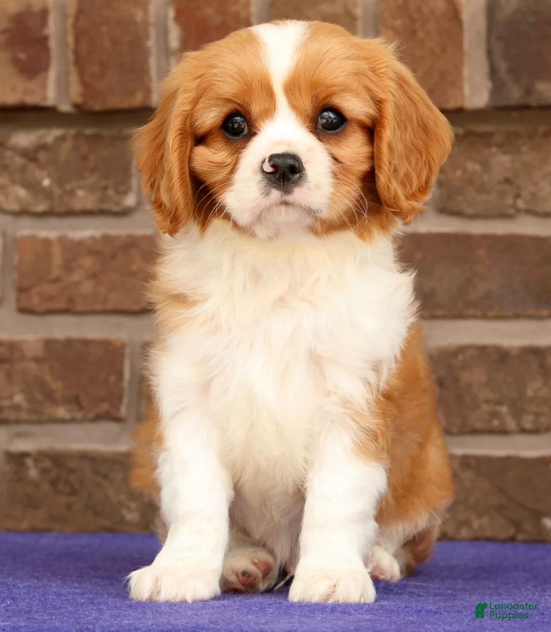 Cavalier King Charles Spaniel dogs for sale: Seth - Ad 2