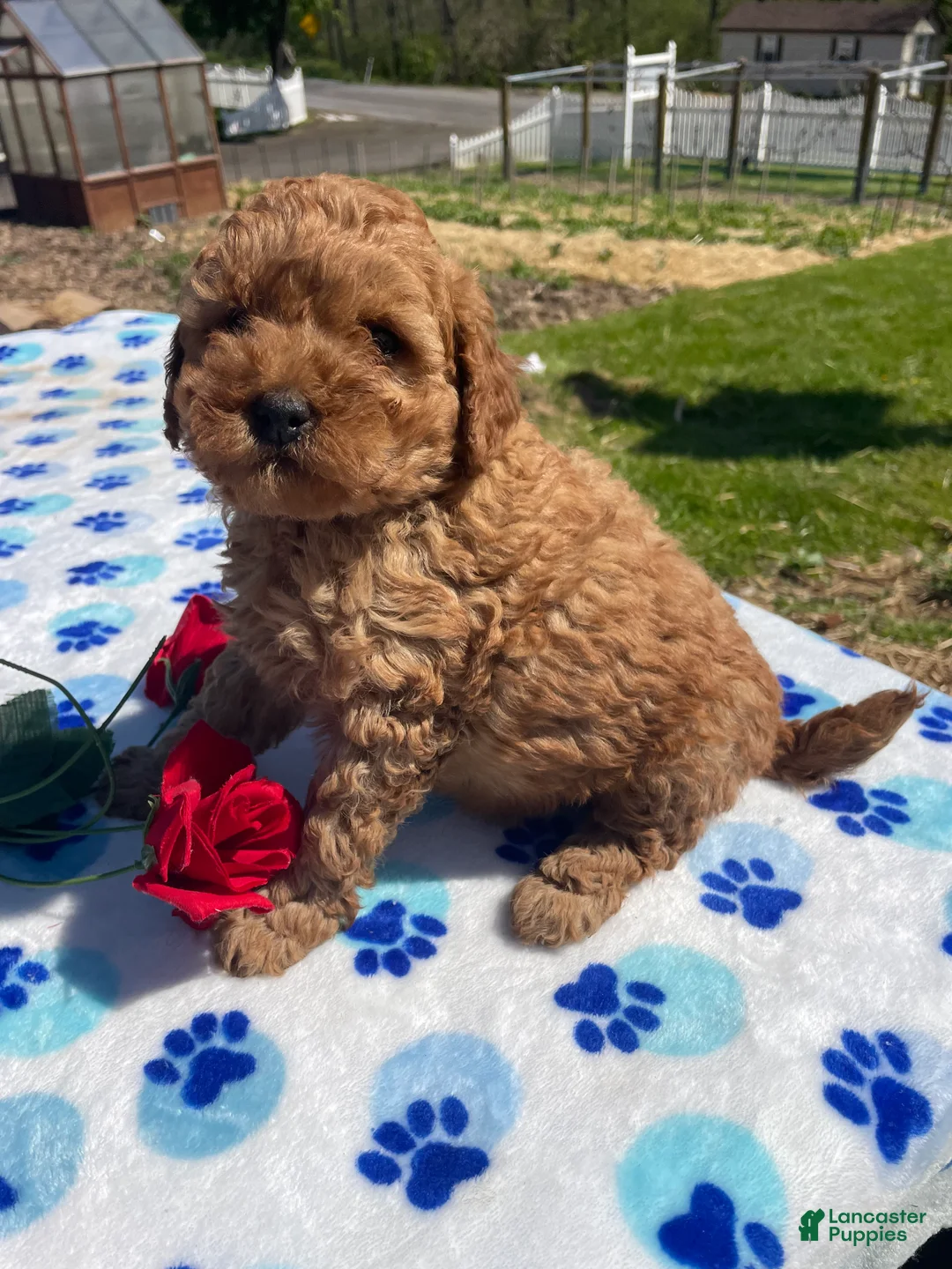 Mini Goldendoodle dogs for sale: Lance - Ad 2