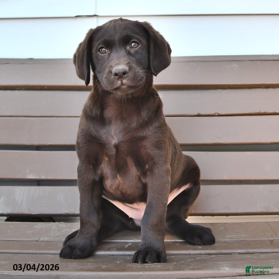 Labrador Retriever dogs Lilian - Ad 2