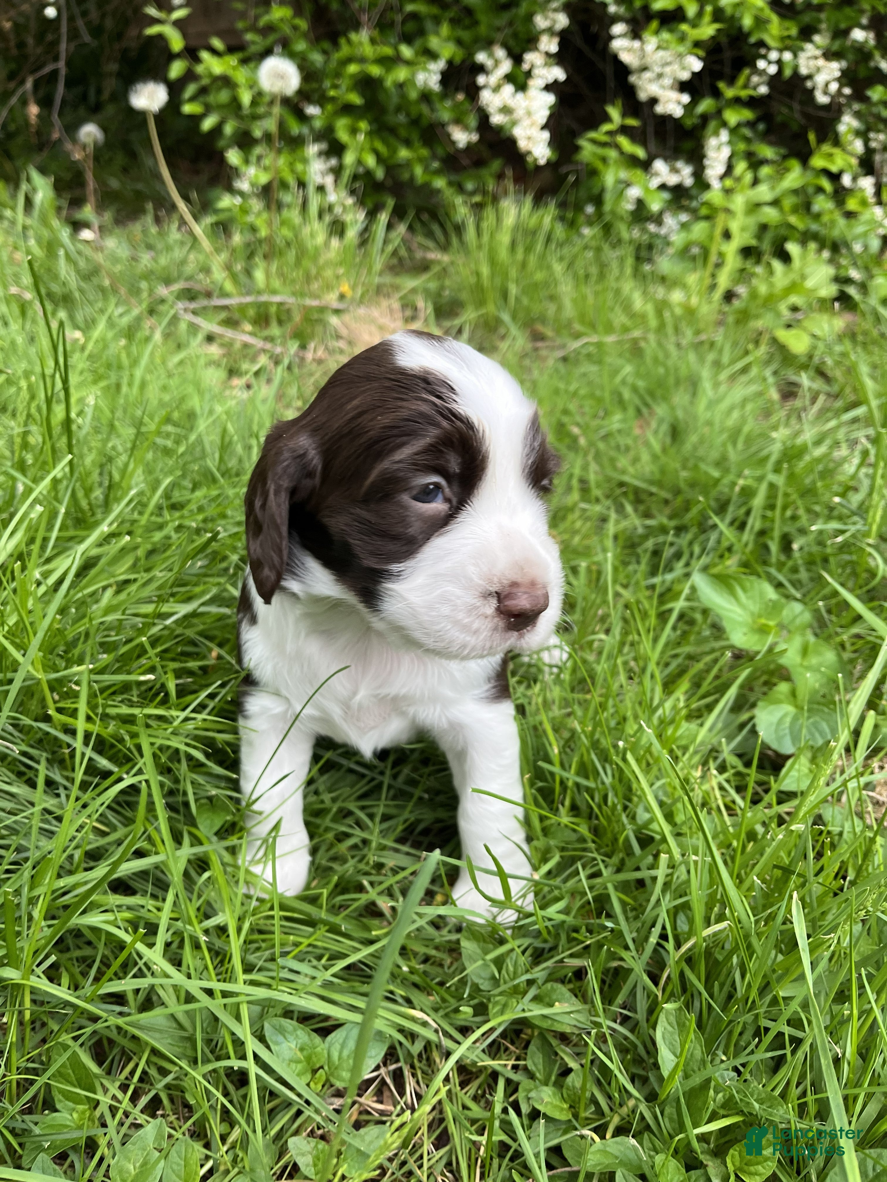English Springer Spaniel dogs Dotty - Ad 32