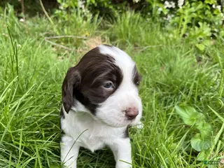 English Springer Spaniel dogs Dotty - Ad 32