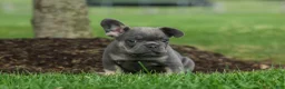 French Bulldog dogs for sale: Kilo  - Ad 16