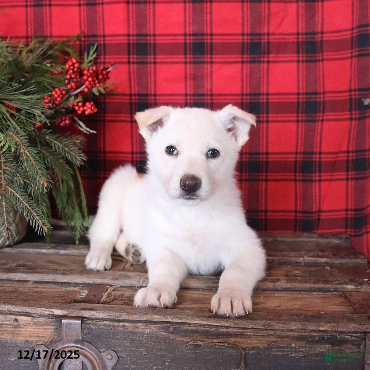 German Shepherd dogs Frosty - Ad 15