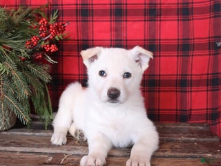 German Shepherd dogs Frosty - Ad 15