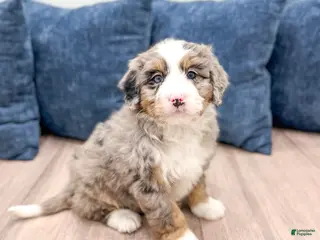 Mini Bernedoodle dogs Shelby - Ad 11