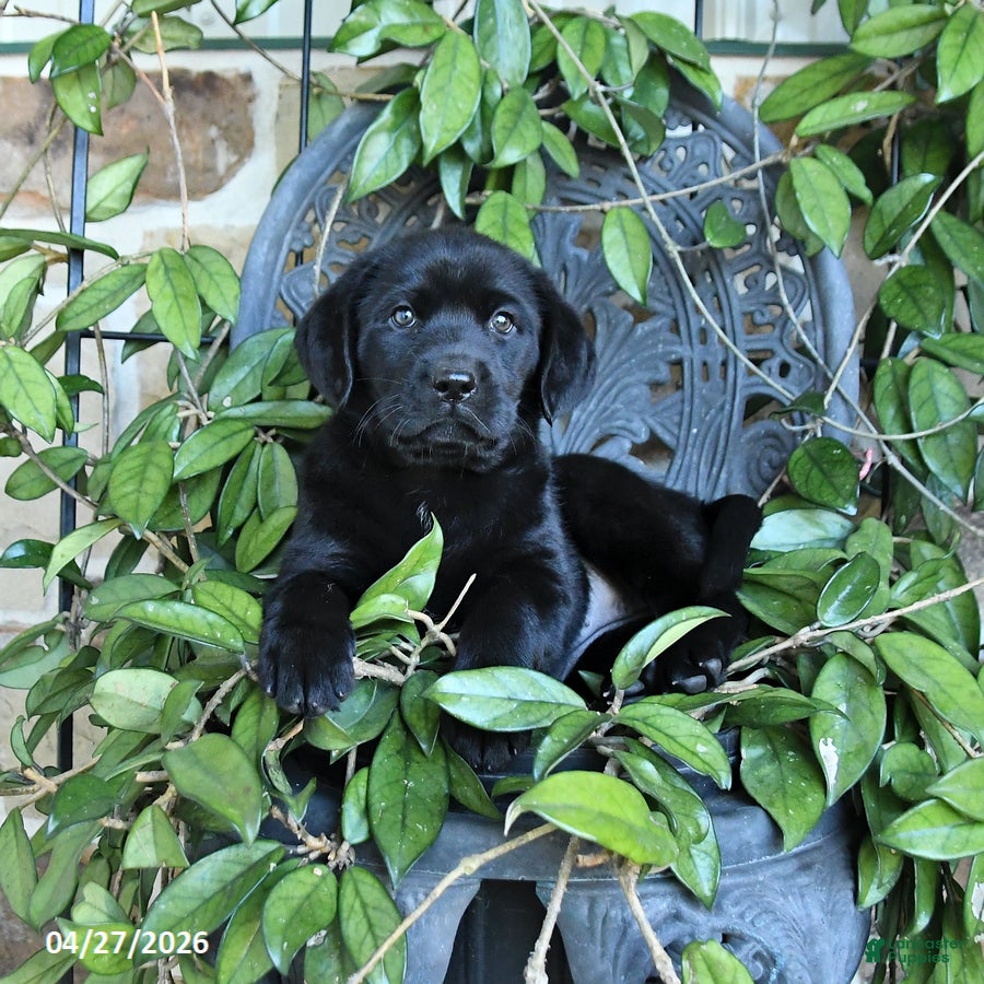 Labrador Retriever dogs Misty - Ad 2