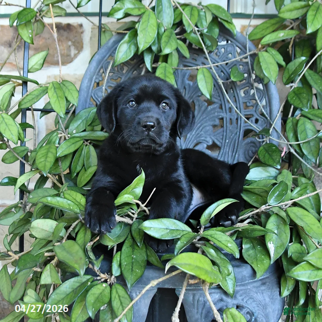 Labrador Retriever dogs for sale: Misty - Ad 2