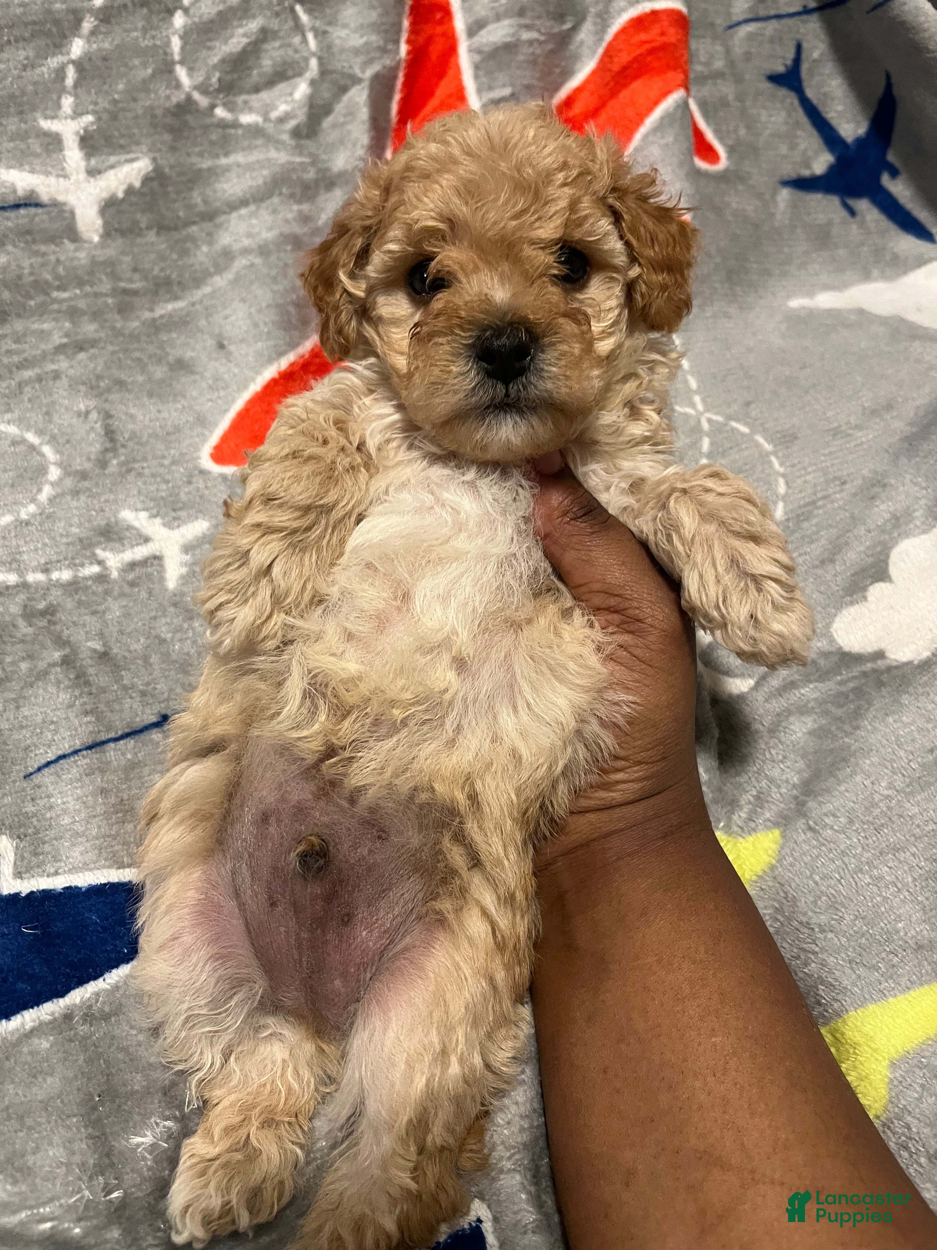 Toy Poodle dogs Calvin - Ad 18
