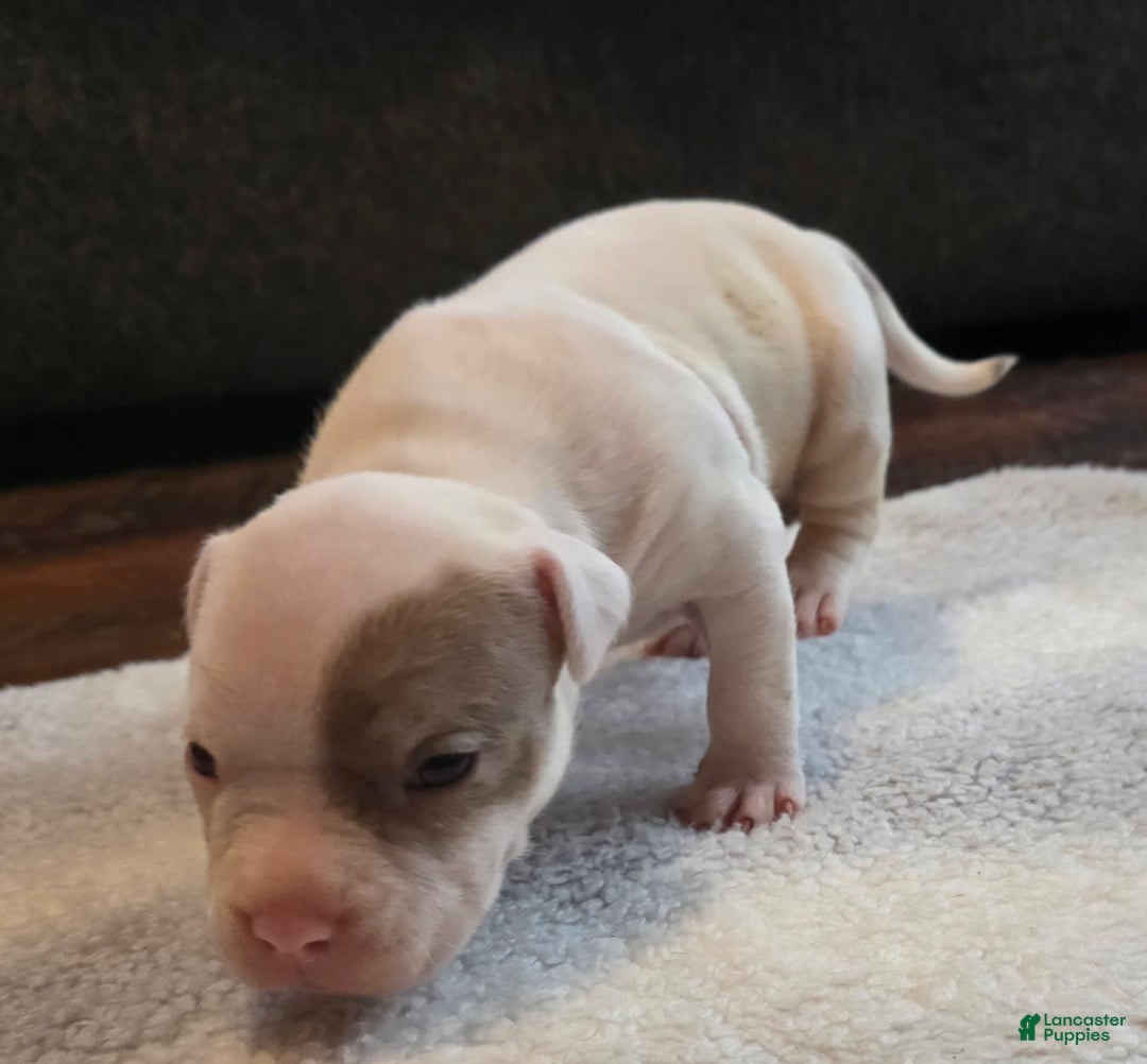 American Bully dogs for sale: Lilac Merle - Ad 3