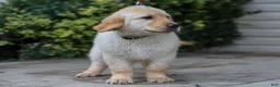 Golden Retriever dogs for sale: Arnette ACA Golden Retriever Pup - Ad 5