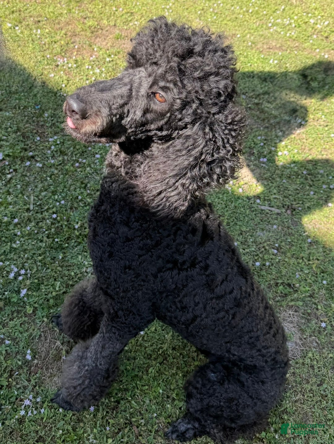 Standard Poodle dogs for sale: Princess - Ad 8