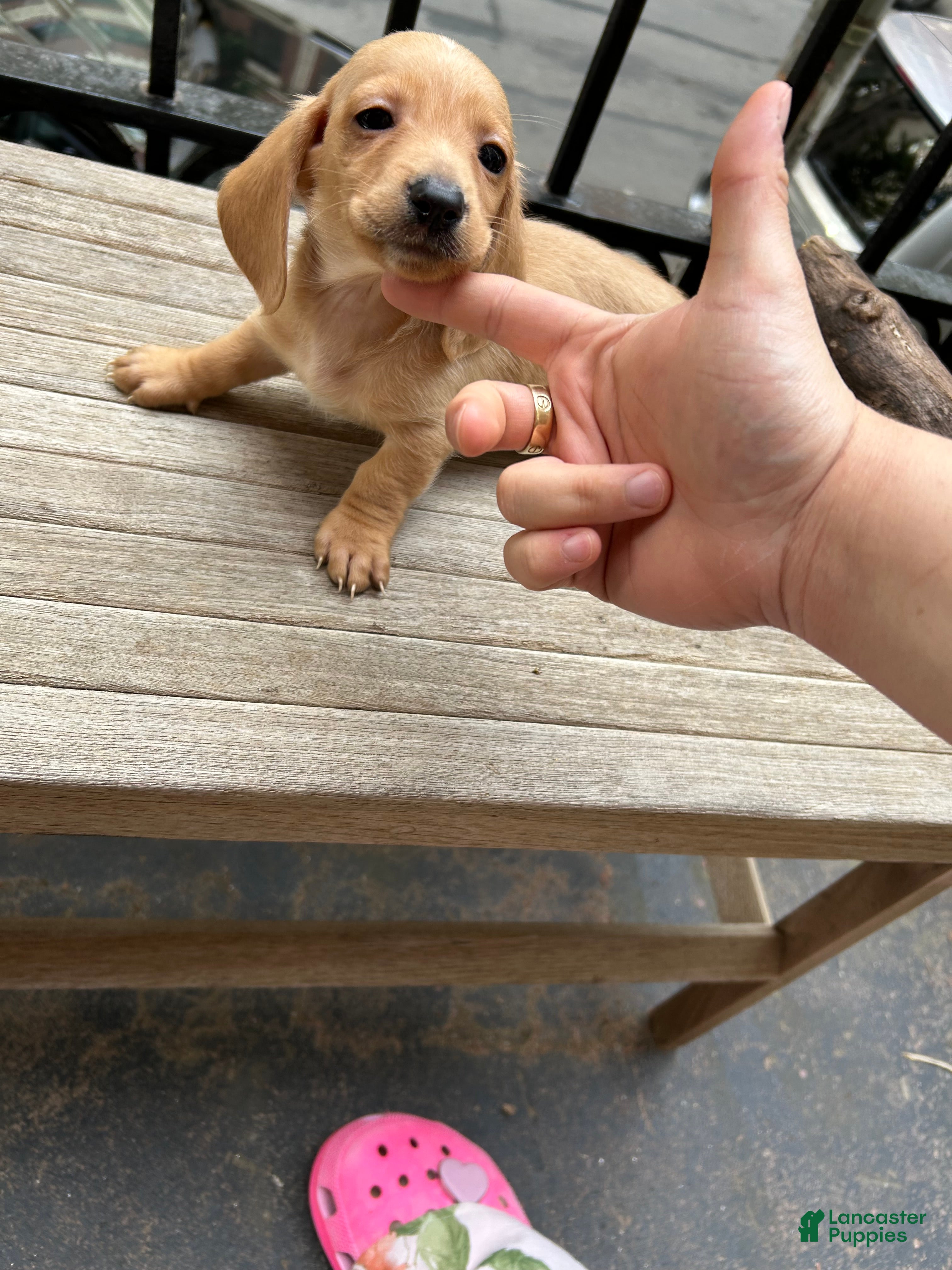 Miniature Dachshund dogs Cream Miniature Dachshund Puppy  - Ad 1