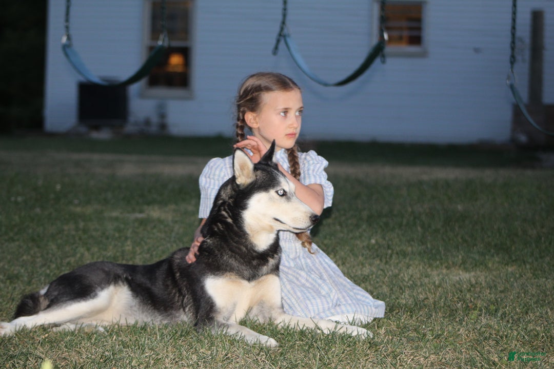 Siberian Husky dogs for sale: Siberian Husky Puppy 1 - Ad 3