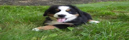 Bernese Mountain Dog dogs for sale: Max - Ad 5
