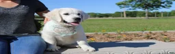 Golden Retriever dogs for sale: Oliver - Ad 3