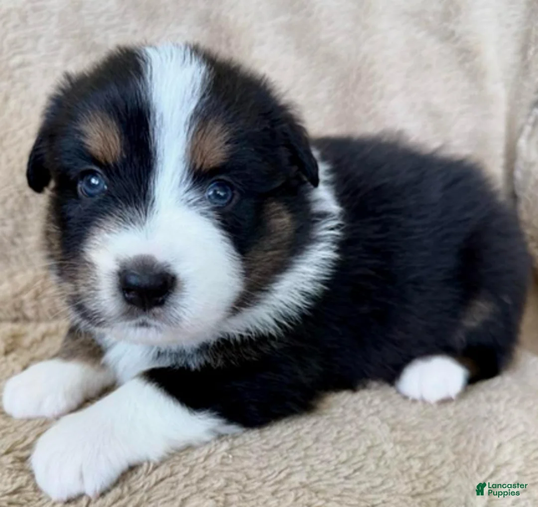 Miniature Australian Shepherd dogs for sale: Uncle Eric - Ad 2