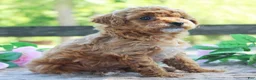 Cavapoo dogs for sale: Dixie - Ad 4