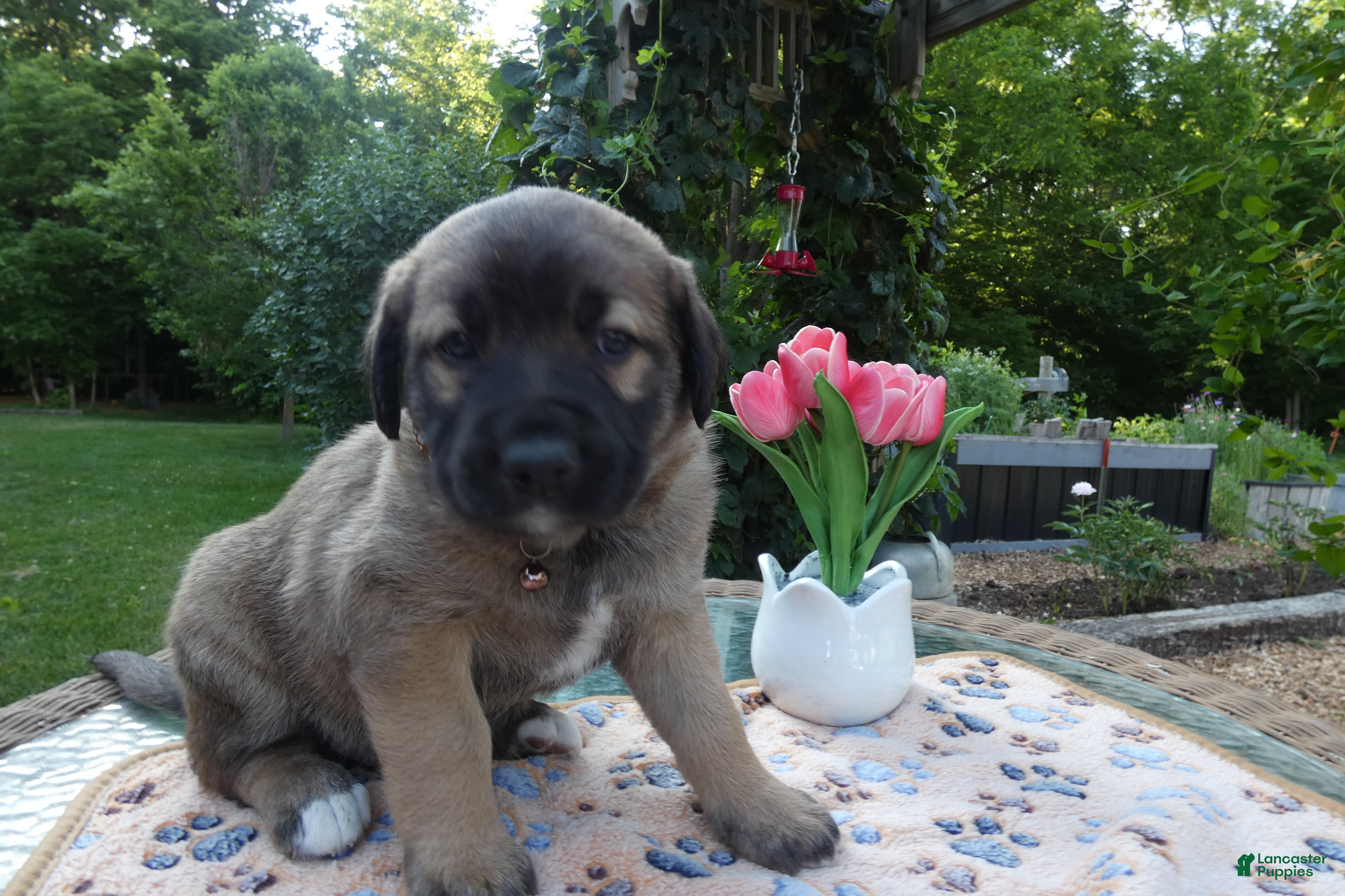 Cane Corso dogs Cane Corso Puppy 8 Saba - Ad 9
