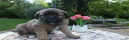 Cane Corso dogs for sale: Cane Corso Puppy 8 Saba - Ad 1