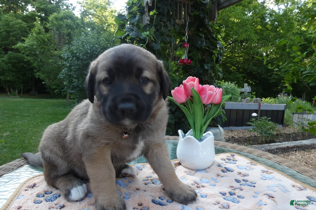 Cane Corso dogs for sale: Cane Corso Puppy 8 Saba - Ad 1