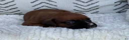 Boxer dogs for sale: Opi - Ad 4