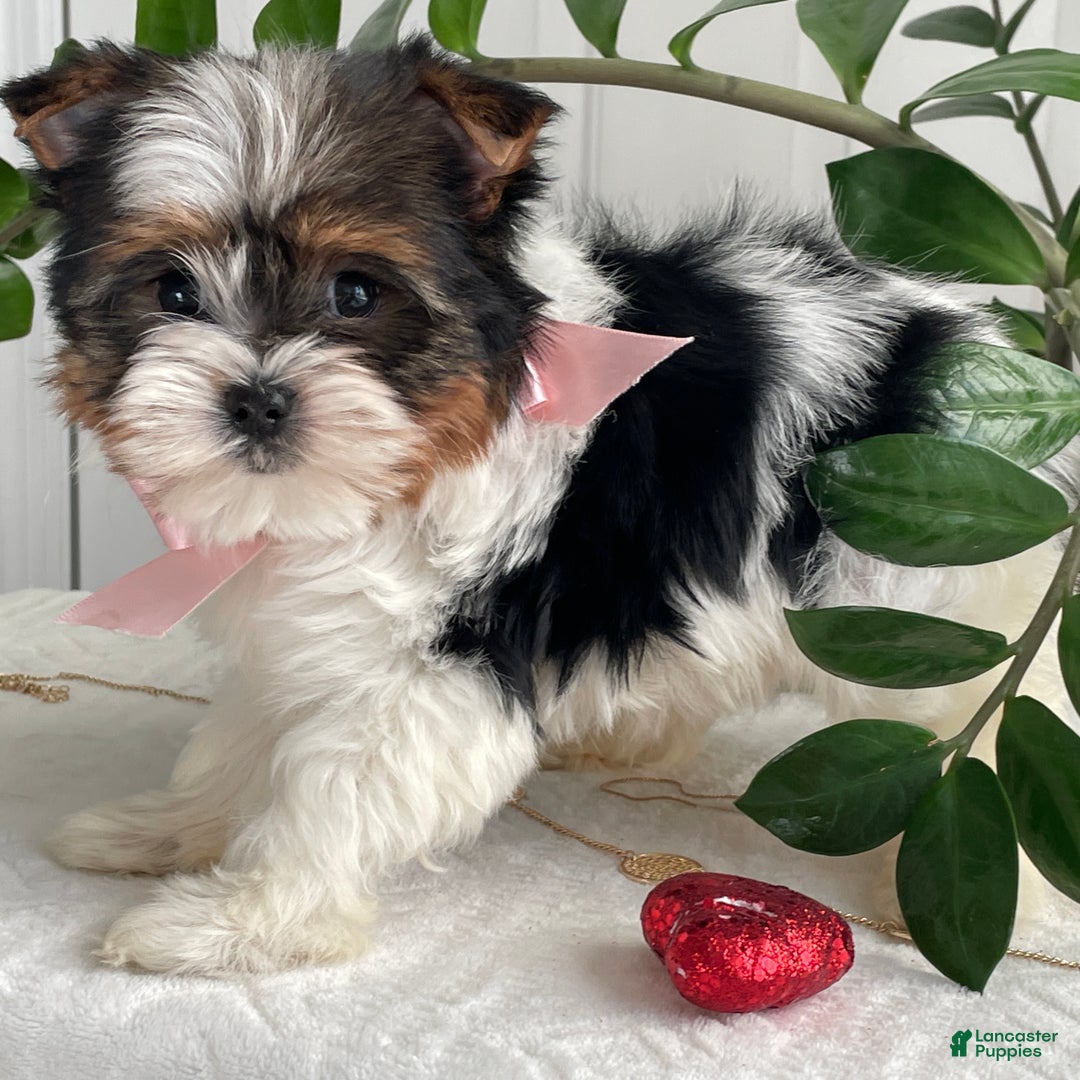 Biewer Terrier dogs for sale: Kiwi - Ad 7