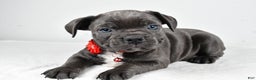 Mixed Breed dogs for sale: Della - Ad 1