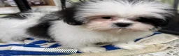 Shih Tzu dogs for sale: Tisha  - Ad 4