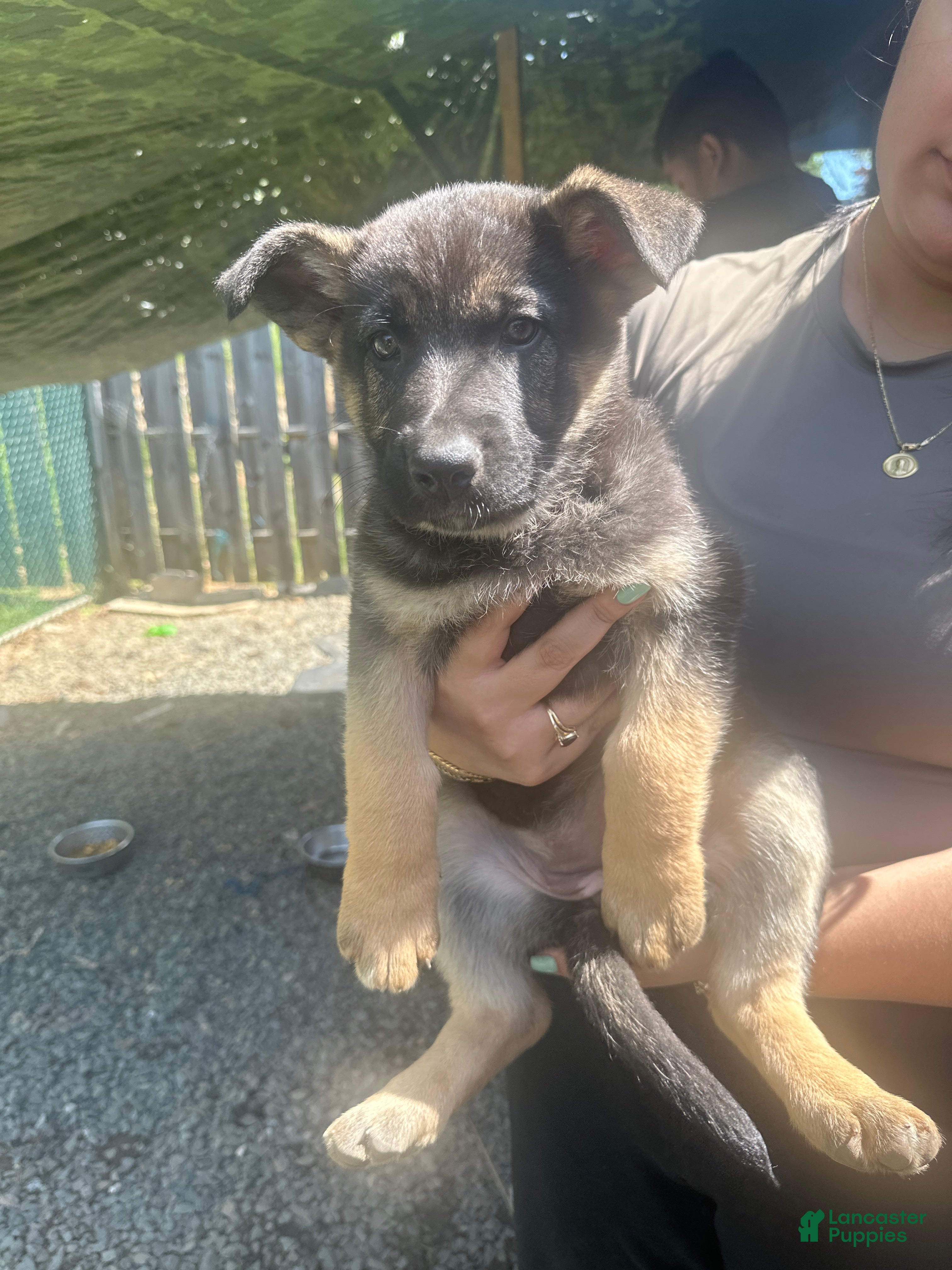 German Shepherd dogs German Shepherd Puppy 6 - Ad 41