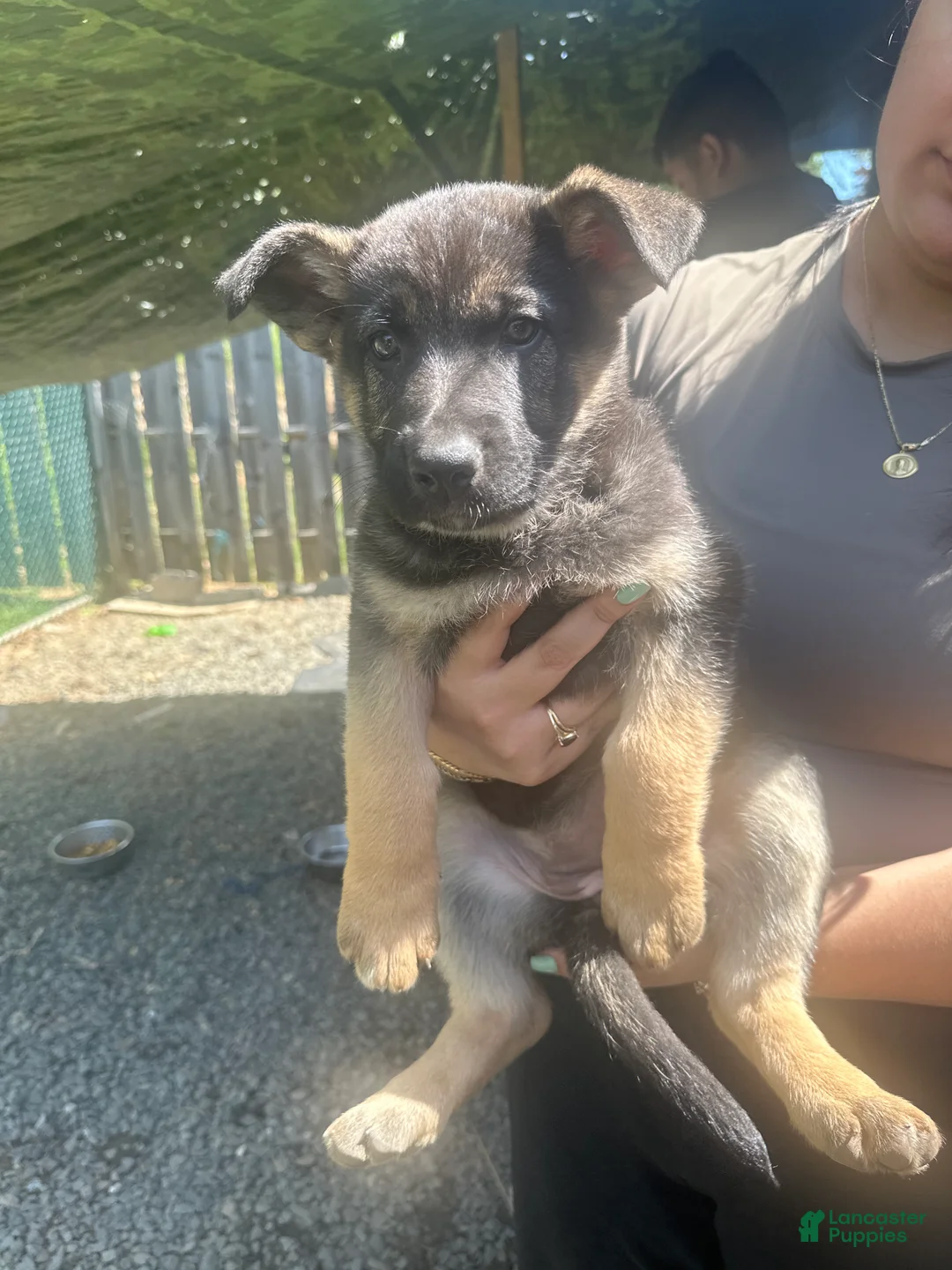 German Shepherd dogs for sale: German Shepherd Puppy 6 - Ad 1