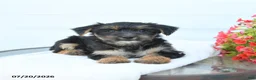 Morkie dogs for sale: Lucky - Ad 4