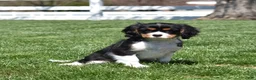 Cavalier King Charles Spaniel dogs for sale: Timber  - Ad 3