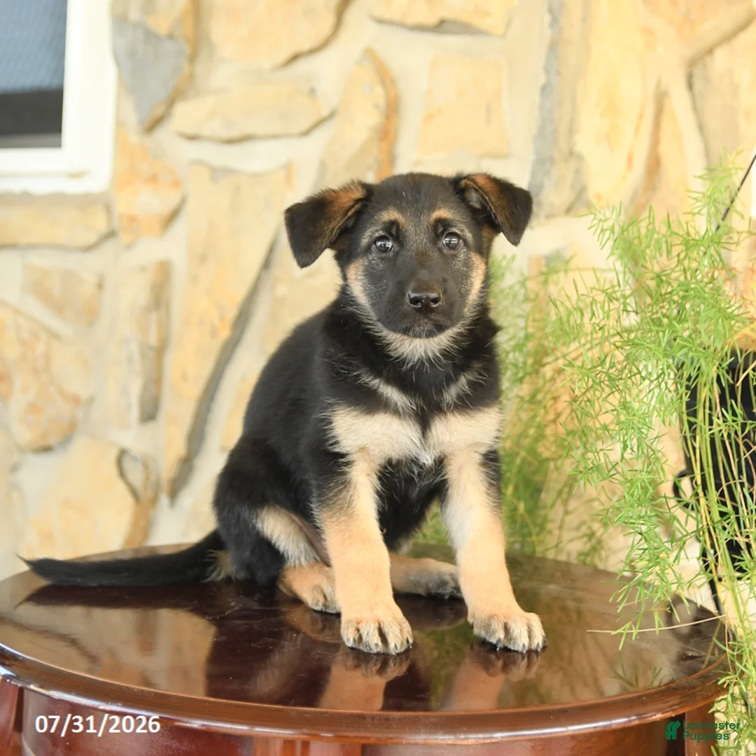 German Shepherd dogs for sale: Lisa - Ad 3