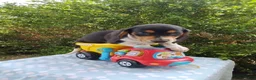 Miniature Dachshund dogs for sale: Jaxon - Ad 2
