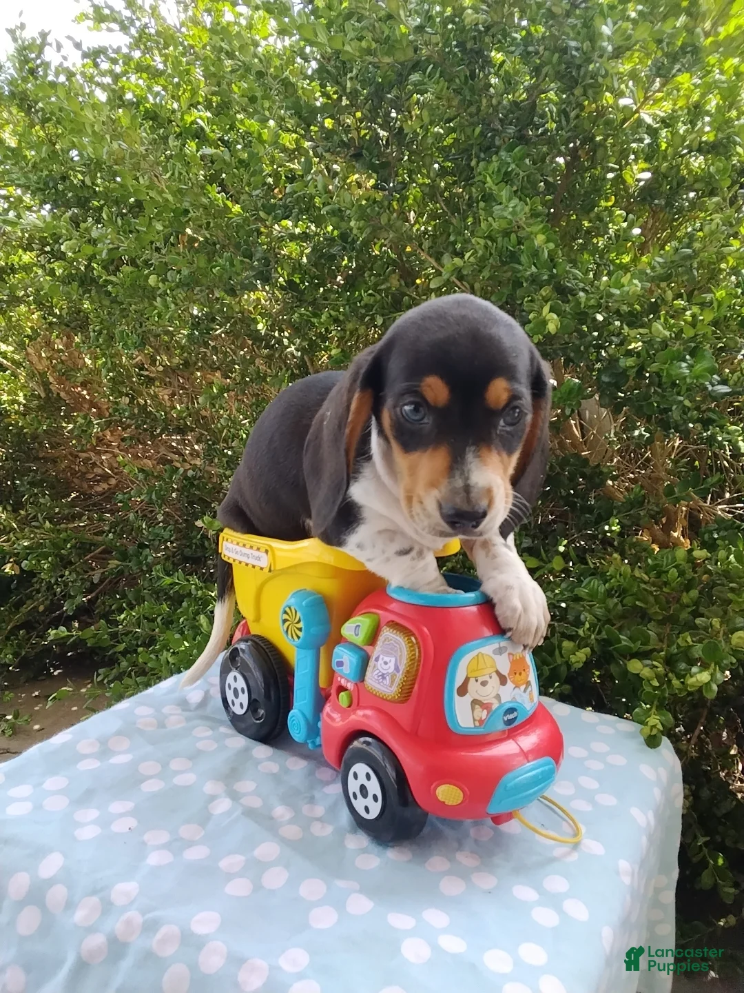 Miniature Dachshund dogs for sale: Jaxon - Ad 2