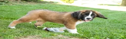 Saint Bernard dogs for sale: Wrenly - Ad 6