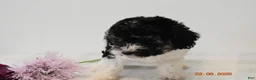 Miniature Poodle dogs for sale: Carly - Ad 3