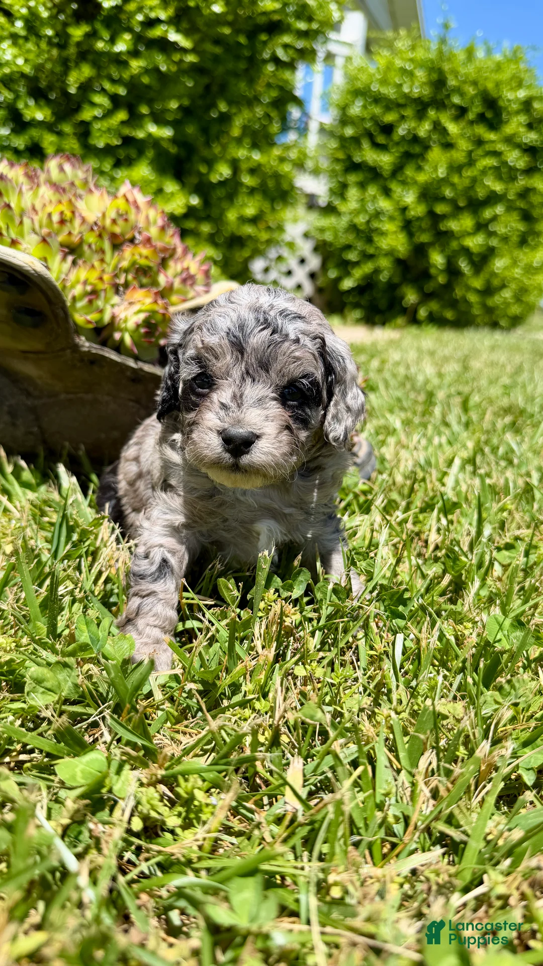 Cavapoo dogs for sale: Zoey - Ad 2