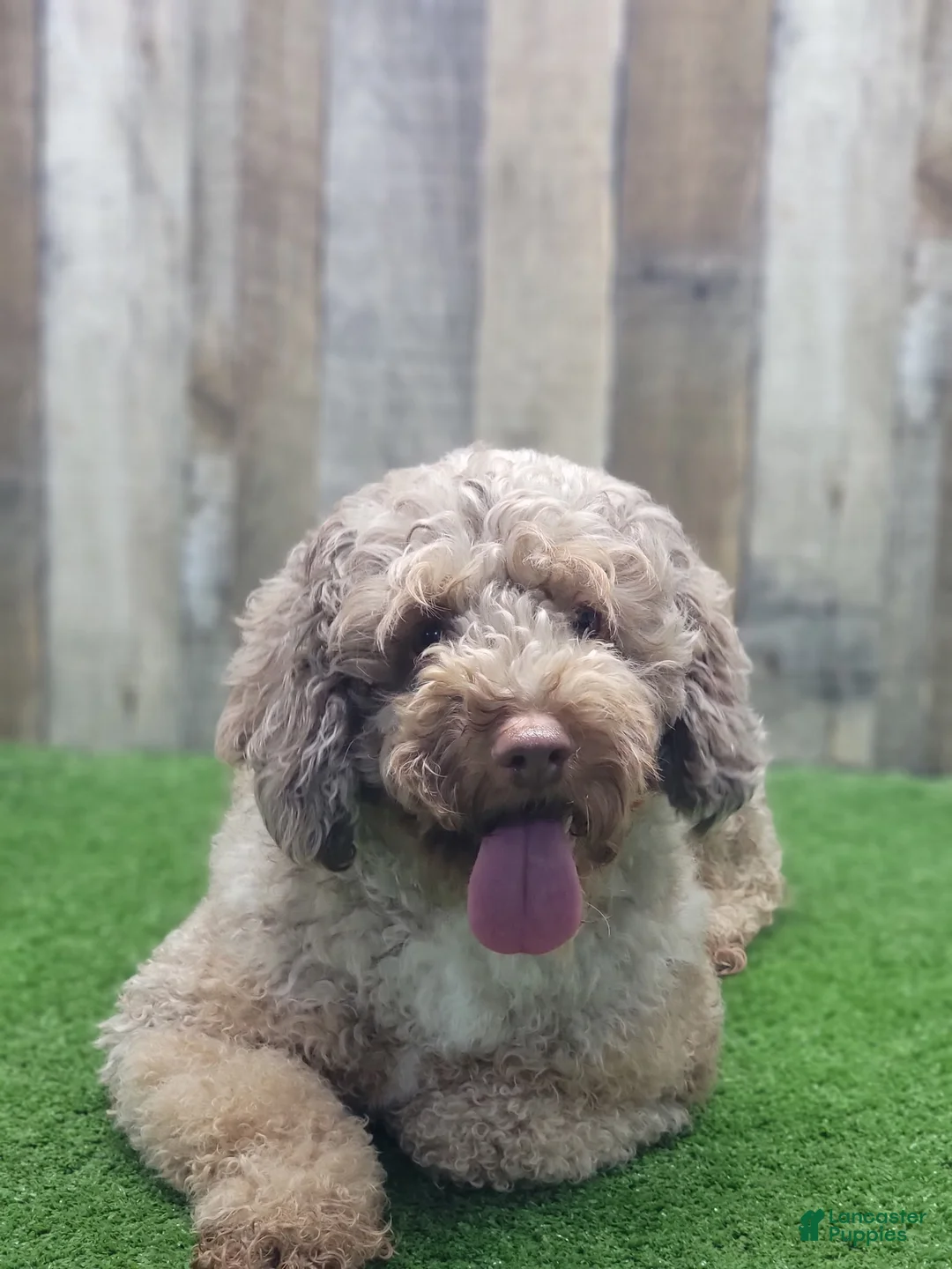 Goldendoodle dogs for sale: Blaire - Ad 9