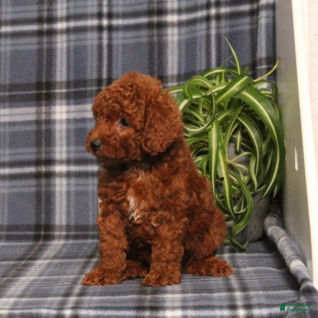 Miniature Poodle dogs for sale: Harvest - Ad 5