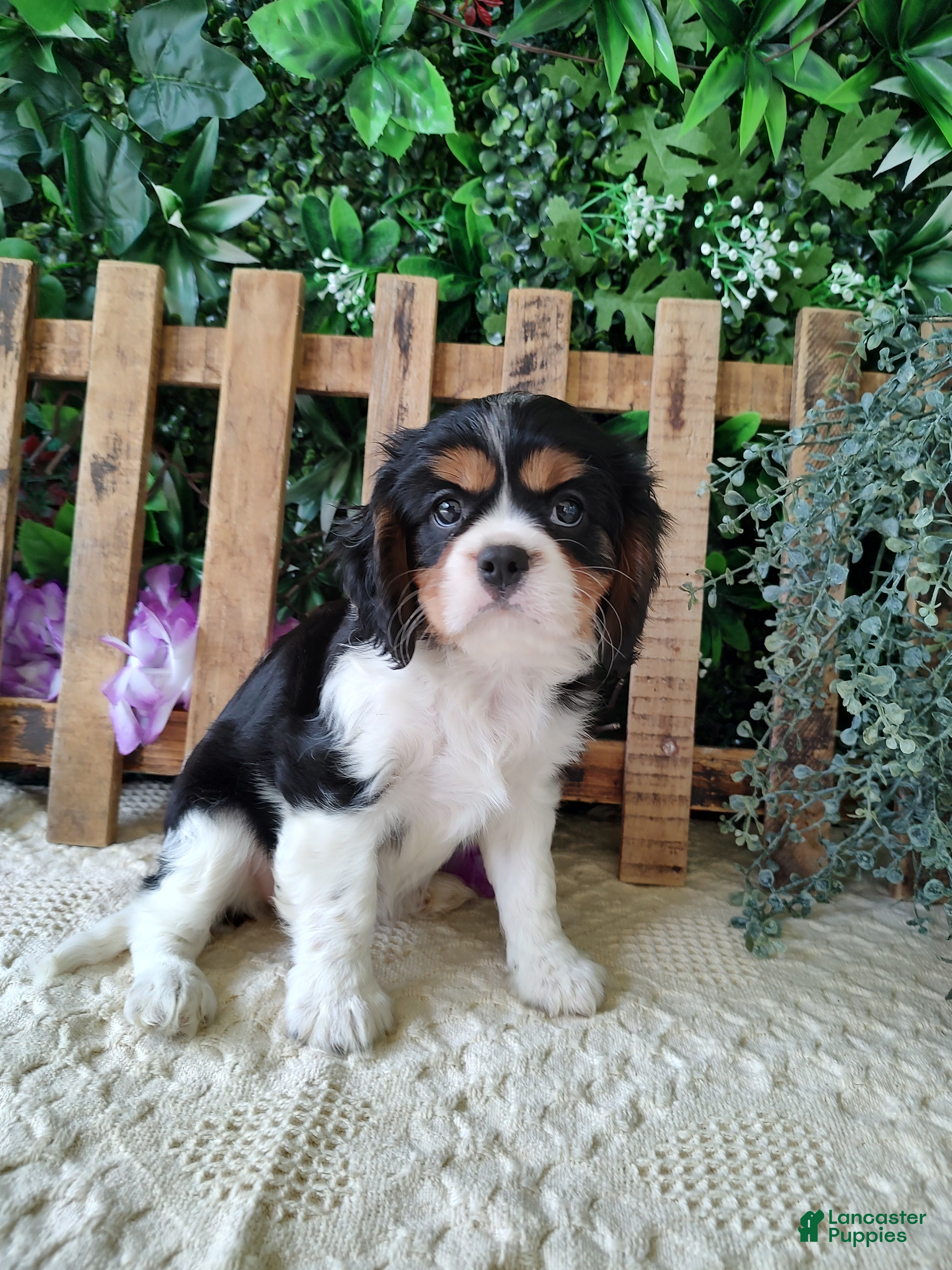 Cavalier King Charles Spaniel dogs for sale: Sasha - Ad 4